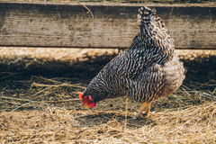 Accesorios para Incubadora de Aves Reptíles y Hongos